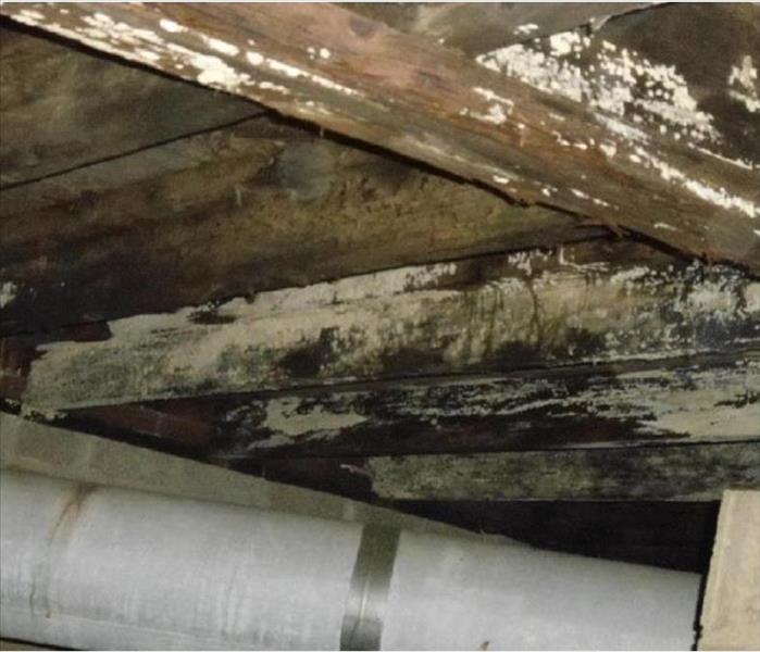 Evidence of mold in basement