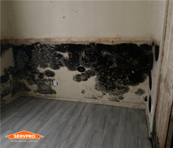 mold found beneath wallpaper, lower half of the wall only, black colored mold spanning length of the wall