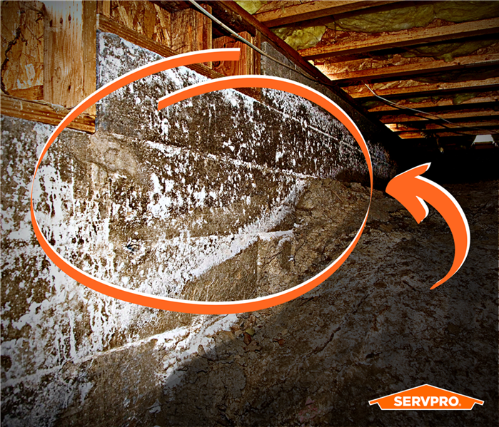 mold in a Crawl space, circled with an orange circle and with an arrow pointing at it, dirt on ground, floor boards above 